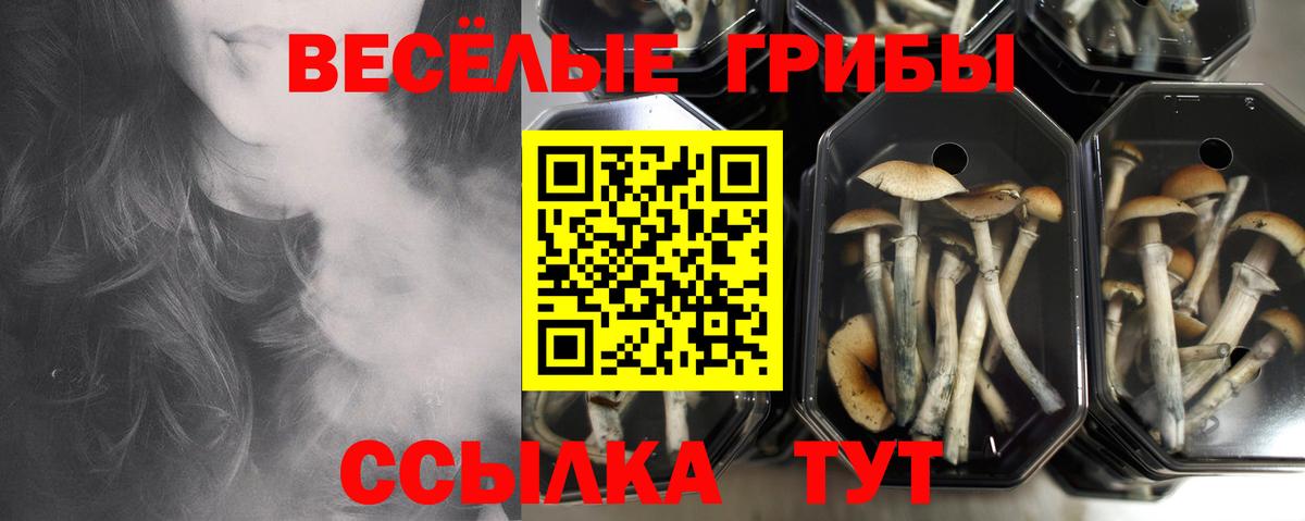 хочу   Галлюциногенные грибы Psilocybe  Вход с VPN  Галлюциногенные грибы Cubensis  Донецк 